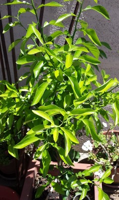 20150627_120331.jpg (239.03 KiB) Osservato 678 volte 20150627_120331.jpg