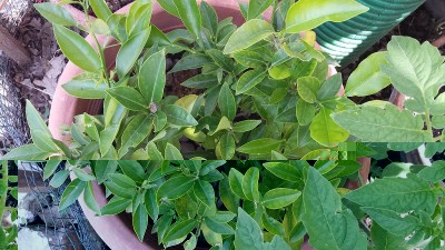 20150627_122030.jpg (216.72 KiB) Osservato 678 volte 20150627_122030.jpg