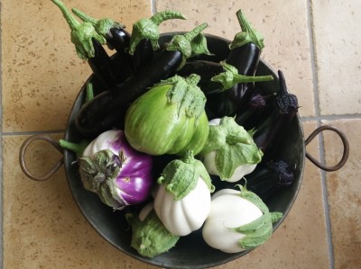 melanzane.jpg (171.79 KiB) Osservato 867 volte melanzane.jpg