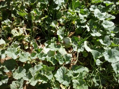 20150630_095003.jpg (296.83 KiB) Osservato 958 volte 20150630_095003.jpg