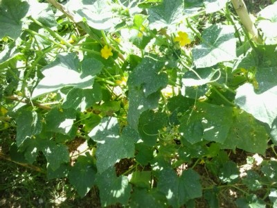 20150630_095020.jpg (253.11 KiB) Osservato 958 volte 20150630_095020.jpg