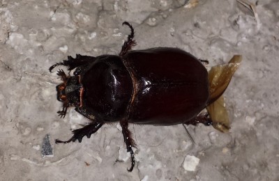 20150703_215931.jpg (142.07 KiB) Osservato 646 volte 20150703_215931.jpg