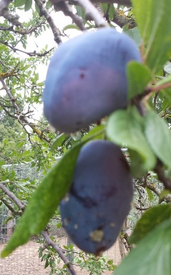 20150630_153913.jpg (178.82 KiB) Osservato 646 volte 20150630_153913.jpg