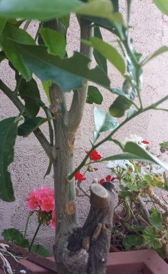 20150705_074453.jpg (204.81 KiB) Osservato 608 volte 20150705_074453.jpg