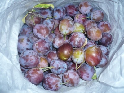 P1060627.JPG (141.42 KiB) Osservato 600 volte P1060627.JPG