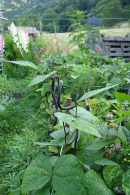 fagioliniviola1.JPG (110.38 KiB) Osservato 958 volte fagioliniviola1.JPG