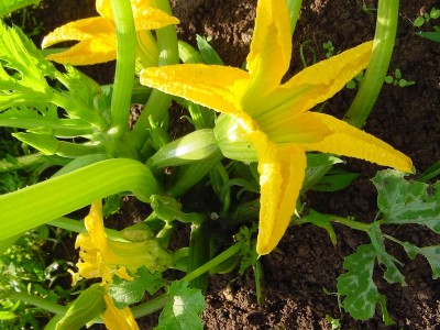 zucchine.JPG (195.63 KiB) Osservato 958 volte zucchine.JPG