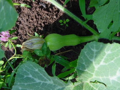 zucca.JPG (181.71 KiB) Osservato 958 volte zucca.JPG