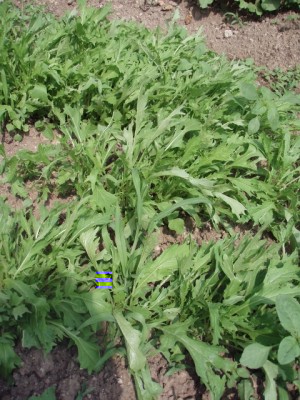 017 (480x640).jpg (300.05 KiB) Osservato 977 volte 017 (480x640).jpg