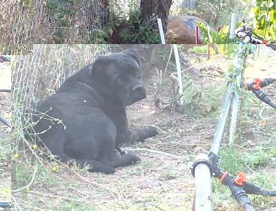 20150707_081924.jpg (282.4 KiB) Osservato 754 volte 20150707_081924.jpg