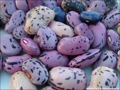fagioli-rosa.JPG (184.02 KiB) Osservato 697 volte fagioli-rosa.JPG