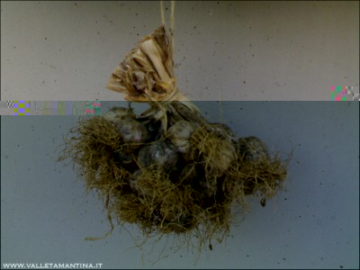 09072015aglio.jpg (129.67 KiB) Osservato 734 volte 09072015aglio.jpg