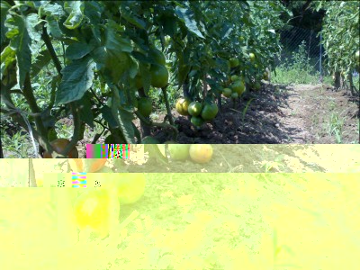 09072015pomodori4.jpg (316.05 KiB) Osservato 700 volte 09072015pomodori4.jpg