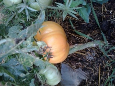 20150707_074513.jpg (173.54 KiB) Osservato 911 volte 20150707_074513.jpg