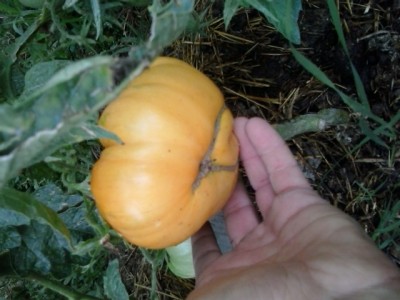 20150707_074530.jpg (154.49 KiB) Osservato 911 volte 20150707_074530.jpg