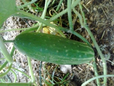 20150707_074718.jpg (205.44 KiB) Osservato 911 volte 20150707_074718.jpg