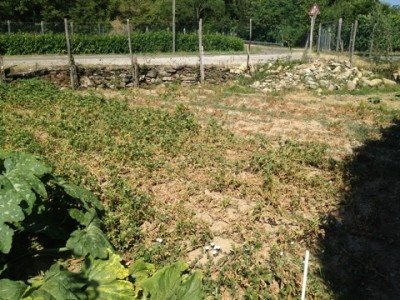 Patate in attesa di essere raccolte ;) / IMG_6792.jpeg IMG_6792.jpeg