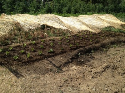 Insalata appena piantate e coperta per via del gran caldo! / IMG_6793.jpeg IMG_6793.jpeg