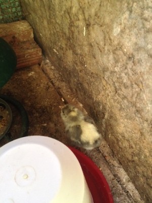 IMG_6777.jpeg (76.64 KiB) Osservato 745 volte IMG_6777.jpeg