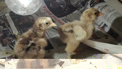 IMG_6771.jpeg (59.51 KiB) Osservato 745 volte IMG_6771.jpeg