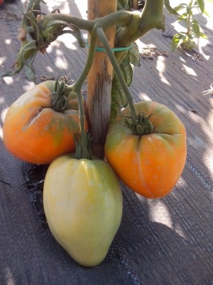 verna orange / IMG_20150714_173503.jpg IMG_20150714_173503.jpg