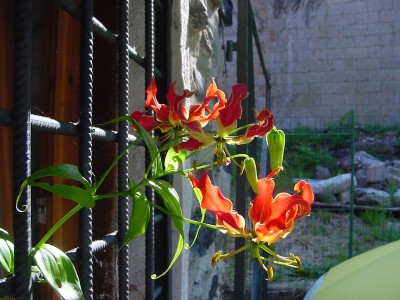 gloriosasuperba1.JPG (162.11 KiB) Osservato 1104 volte gloriosasuperba1.JPG