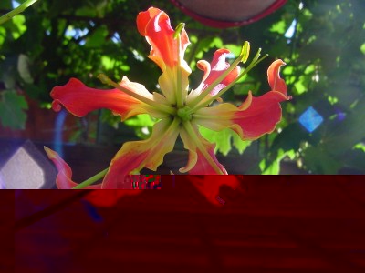 gloriosasuperba2.JPG (124.13 KiB) Osservato 1104 volte gloriosasuperba2.JPG