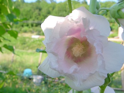 alcearosachiaro.JPG (99.75 KiB) Osservato 1104 volte alcearosachiaro.JPG