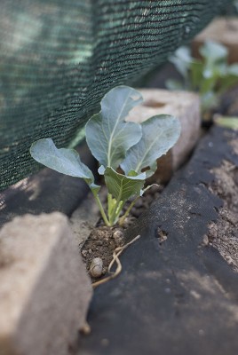 DSC03646.jpg (104.13 KiB) Osservato 943 volte DSC03646.jpg