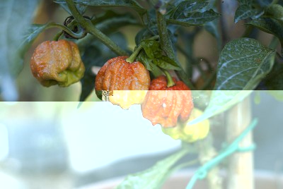 DSC03647.jpg (92.39 KiB) Osservato 943 volte DSC03647.jpg