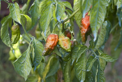 DSC03648.jpg (135.9 KiB) Osservato 943 volte DSC03648.jpg