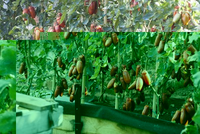 DSC03649.jpg (195.5 KiB) Osservato 943 volte DSC03649.jpg