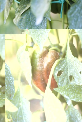 DSC03651.jpg (109.23 KiB) Osservato 943 volte DSC03651.jpg