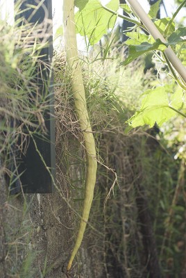 DSC03654.jpg (151.65 KiB) Osservato 943 volte DSC03654.jpg