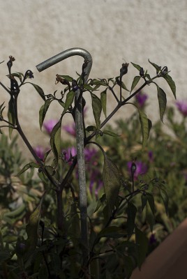 DSC03653.jpg (100.34 KiB) Osservato 943 volte DSC03653.jpg