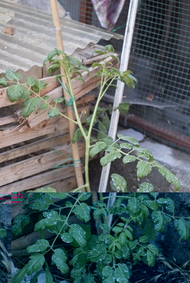 DSC03655bis.jpg (158.31 KiB) Osservato 943 volte DSC03655bis.jpg