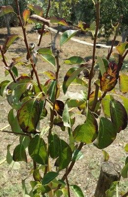 20150724_115205.jpg (269.06 KiB) Osservato 640 volte 20150724_115205.jpg