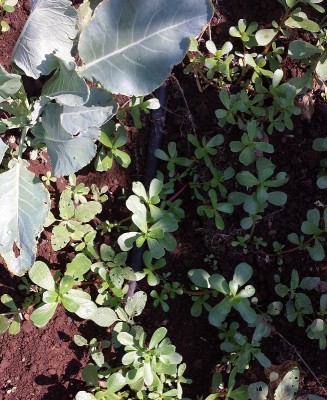 93.jpg (313.95 KiB) Osservato 639 volte 93.jpg