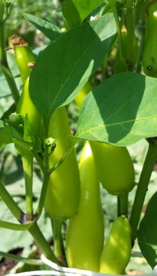 97.jpg (132.99 KiB) Osservato 632 volte 97.jpg