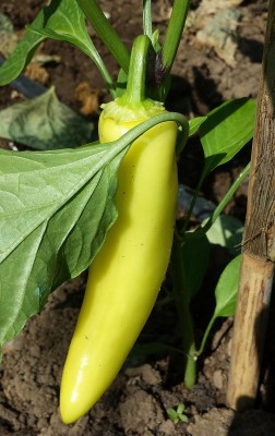 96.jpg (170.09 KiB) Osservato 632 volte 96.jpg