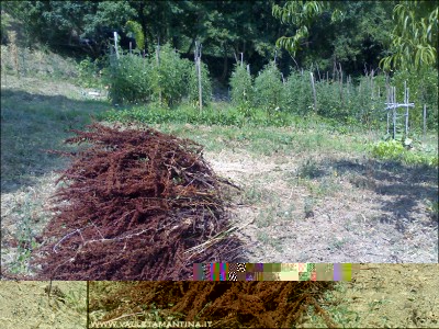 romice.jpg (371.55 KiB) Osservato 762 volte romice.jpg