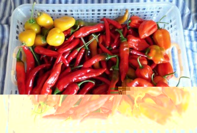 Un pò di peperoncini.jpg (123.18 KiB) Osservato 1210 volte Un pò di peperoncini.jpg