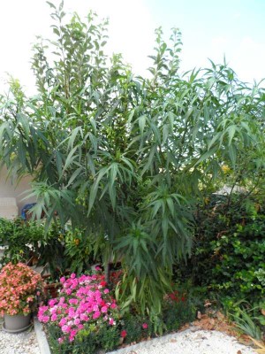 Pianta di Laciniatum in giardino alta 250cm.jpg (139.76 KiB) Osservato 1210 volte Pianta di Laciniatum in giardino alta 250cm.jpg