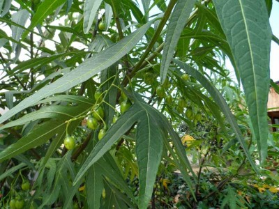 Bacche di Laciniatum.jpg (138.28 KiB) Osservato 1210 volte Bacche di Laciniatum.jpg