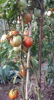 20150802_072542.jpg (258.95 KiB) Osservato 853 volte 20150802_072542.jpg