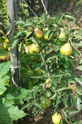 20150801_165026.jpg (311.71 KiB) Osservato 853 volte 20150801_165026.jpg