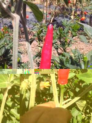 IMG_20150803_131852.jpg (237.75 KiB) Osservato 637 volte IMG_20150803_131852.jpg