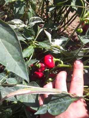 il balordo calabrese tondo / IMG_20150803_132410.jpg IMG_20150803_132410.jpg