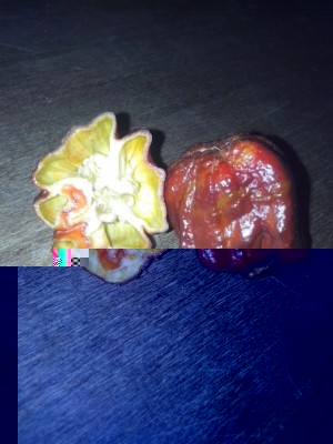 7pod! / IMG_20150807_142600.jpg IMG_20150807_142600.jpg