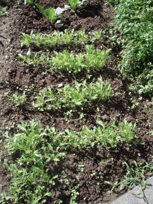 011 (480x640).jpg (395.83 KiB) Osservato 1105 volte 011 (480x640).jpg